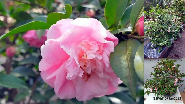 2022「花IN台北」台北花季花卉試驗中心茶花展(2022 Camillia exhibition), Taipei, Taiwan, SJKen,Jan 7,  2022.