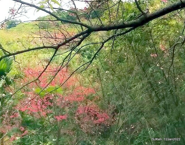「風尾步道賞櫻」(Cherry blossoms at Windtail, Yangming mountain, Taipei, Taiwan, SJKen, Jan 12, 2022.