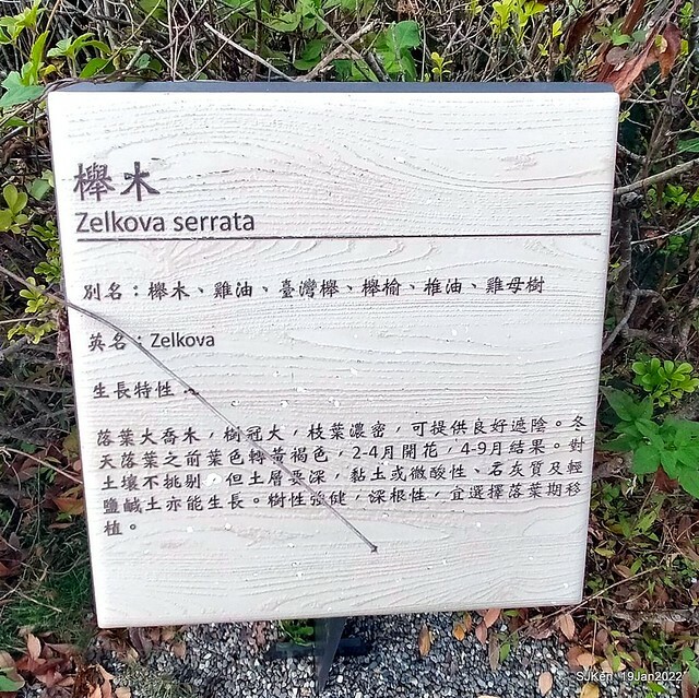 Park blossoms at「 北投社三層崎公園」, Taipei, Taiwan, SJKen, Jan 19, 2022.