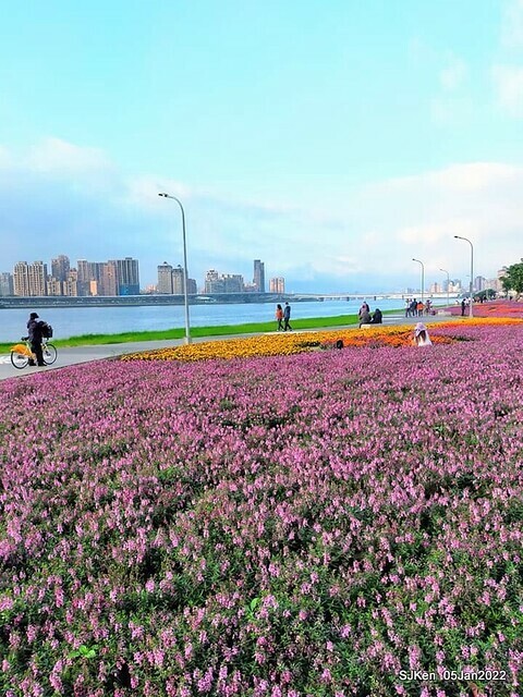 延平河濱公園花海(Flower blossoms of Yan-ping riverbank garden), Taipei, Taiwan, SJKen, Jan 5, 2022.