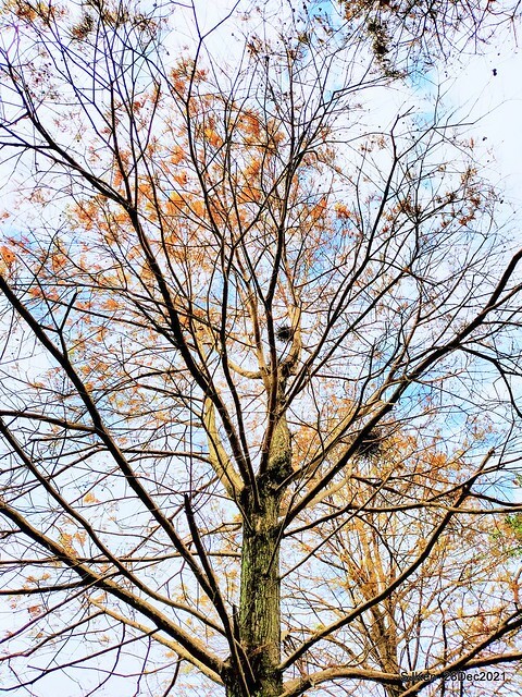 Larix pine & water birds at Big lake garden, Taipei, Taiwan, SJKen, Dec 28, 2021.