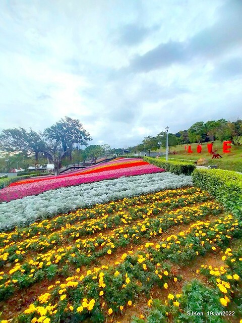 Park blossoms at「 北投社三層崎公園」, Taipei, Taiwan, SJKen, Jan 19, 2022.