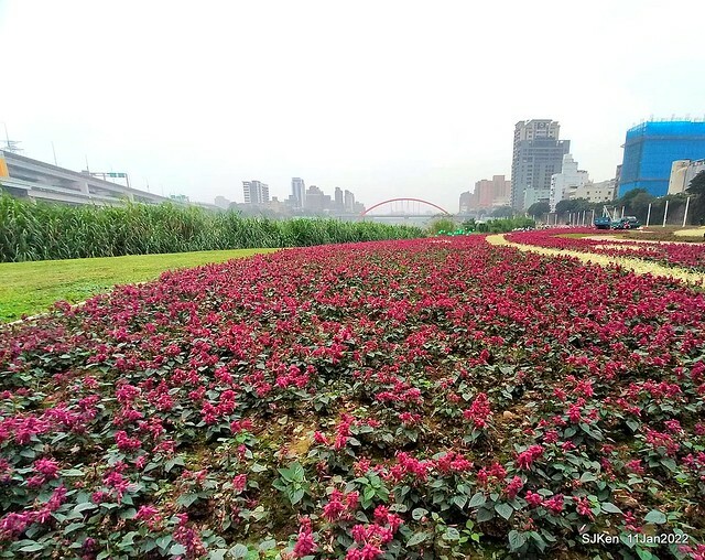 成美左岸河濱公園花海(Flower blossoms of Cheng-Me riverbank garden), Taipei, Taiwan, SJKen, Jan 11, 2022.
