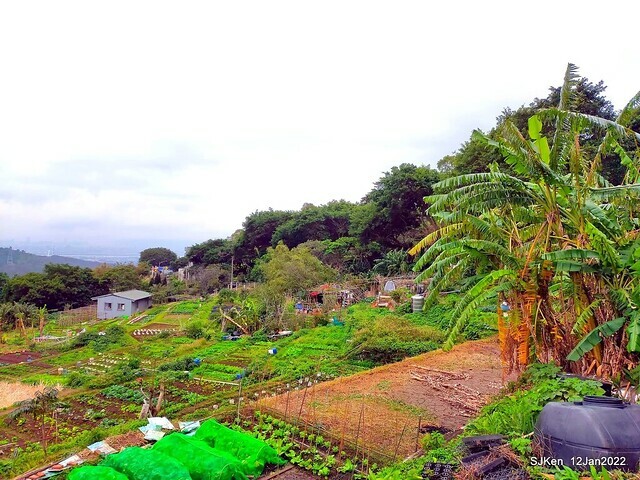 「風尾步道賞櫻」(Cherry blossoms at Windtail, Yangming mountain, Taipei, Taiwan, SJKen, Jan 12, 2022.