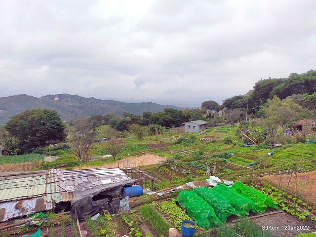 「風尾步道賞櫻」(Cherry blossoms at Windtail, Yangming mountain, Taipei, Taiwan, SJKen, Jan 12, 2022.