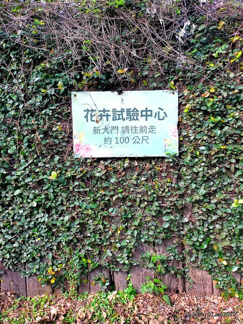 2022「花IN台北」台北花季花卉試驗中心茶花展(2022 Camillia exhibition), Taipei, Taiwan, SJKen,Jan 7,  2022.