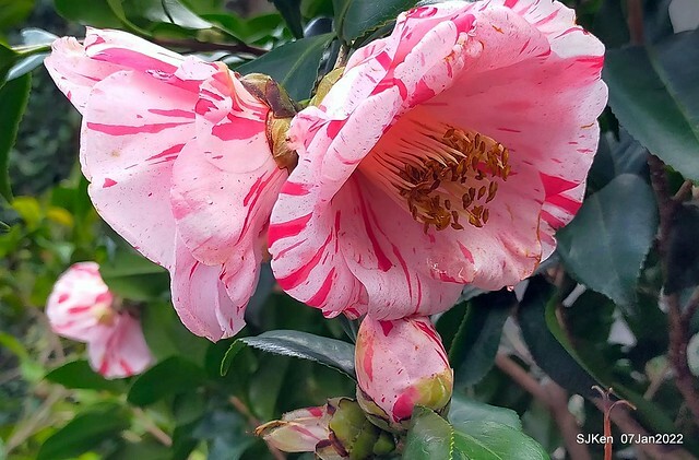 2022「花IN台北」台北花季花卉試驗中心茶花展(2022 Camillia exhibition), Taipei, Taiwan, SJKen,Jan 7,  2022.