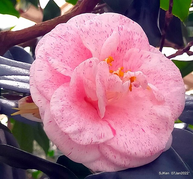 2022「花IN台北」台北花季花卉試驗中心茶花展(2022 Camillia exhibition), Taipei, Taiwan, SJKen,Jan 7,  2022.