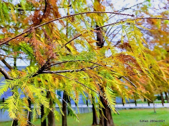 Larix pine & water birds at Big lake garden, Taipei, Taiwan, SJKen, Dec 28, 2021.