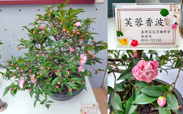 2022「花IN台北」台北花季花卉試驗中心茶花展(2022 Camillia exhibition), Taipei, Taiwan, SJKen,Jan 7,  2022.