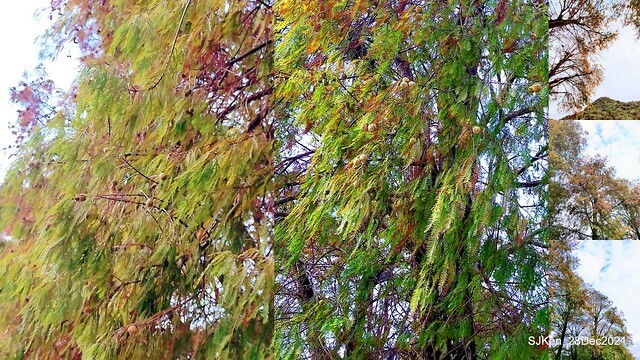 Larix pine & water birds at Big lake garden, Taipei, Taiwan, SJKen, Dec 28, 2021.