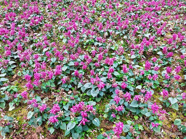 成美左岸河濱公園花海(Flower blossoms of Cheng-Me riverbank garden), Taipei, Taiwan, SJKen, Jan 11, 2022.
