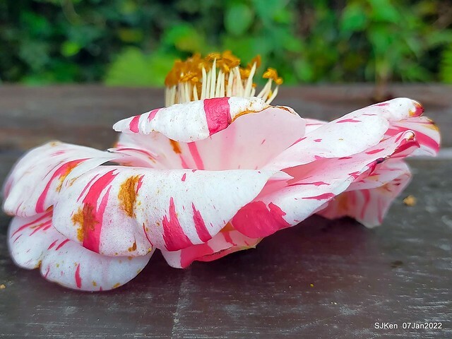 2022「花IN台北」台北花季花卉試驗中心茶花展(2022 Camillia exhibition), Taipei, Taiwan, SJKen,Jan 7,  2022.