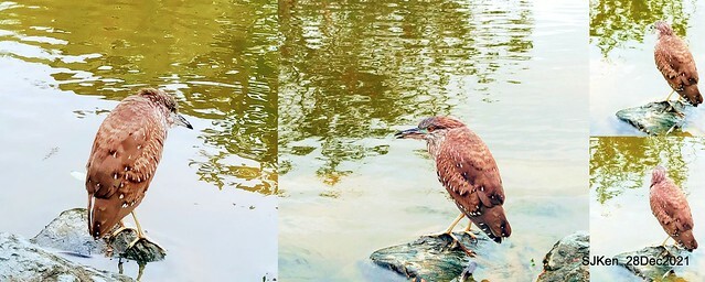 Larix pine & water birds at Big lake garden, Taipei, Taiwan, SJKen, Dec 28, 2021.