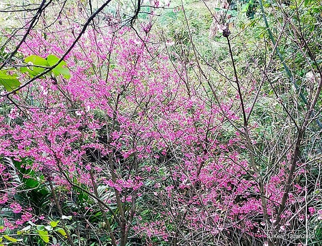 「風尾步道賞櫻」(Cherry blossoms at Windtail, Yangming mountain, Taipei, Taiwan, SJKen, Jan 12, 2022.