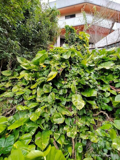 「風尾步道賞櫻」(Cherry blossoms at Windtail, Yangming mountain, Taipei, Taiwan, SJKen, Jan 12, 2022.