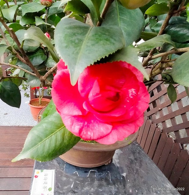 2022「花IN台北」台北花季花卉試驗中心茶花展(2022 Camillia exhibition), Taipei, Taiwan, SJKen,Jan 7,  2022.