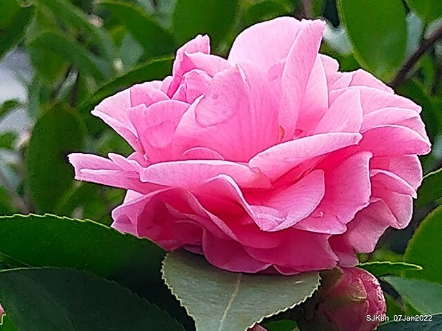 2022「花IN台北」台北花季花卉試驗中心茶花展(2022 Camillia exhibition), Taipei, Taiwan, SJKen,Jan 7,  2022.