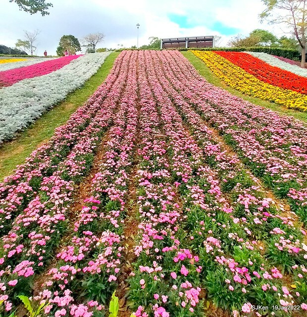 Park blossoms at「 北投社三層崎公園」, Taipei, Taiwan, SJKen, Jan 19, 2022.