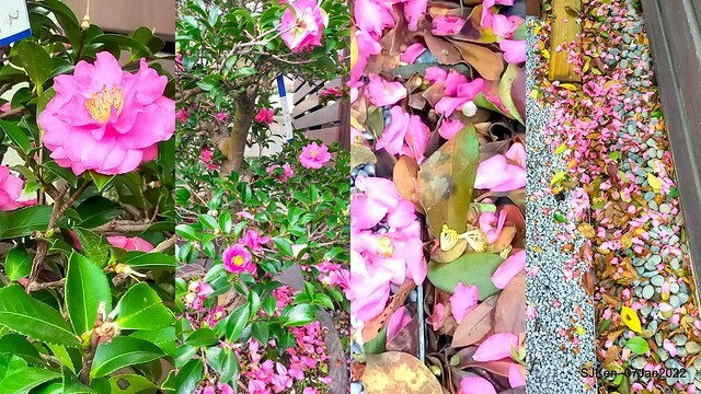 2022「花IN台北」台北花季花卉試驗中心茶花展(2022 Camillia exhibition), Taipei, Taiwan, SJKen,Jan 7,  2022.