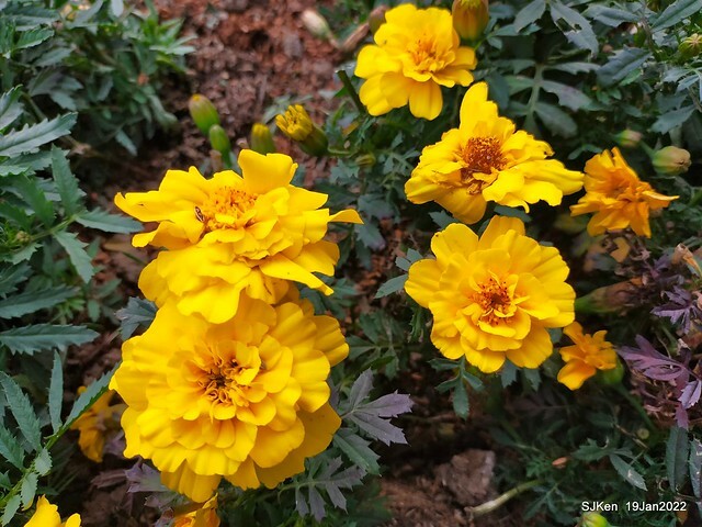 Park blossoms at「 北投社三層崎公園」, Taipei, Taiwan, SJKen, Jan 19, 2022.
