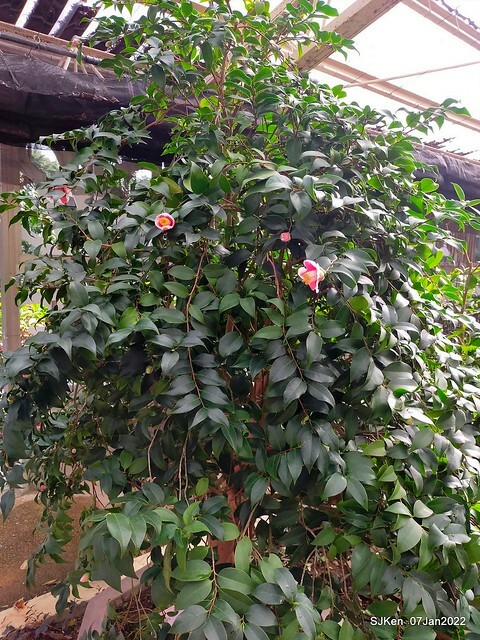 2022「花IN台北」台北花季花卉試驗中心茶花展(2022 Camillia exhibition), Taipei, Taiwan, SJKen,Jan 7,  2022.