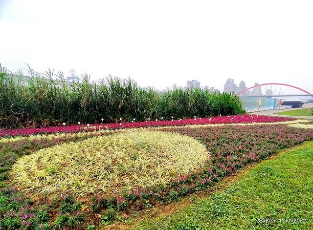 成美左岸河濱公園花海(Flower blossoms of Cheng-Me riverbank garden), Taipei, Taiwan, SJKen, Jan 11, 2022.