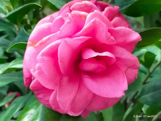 2022「花IN台北」台北花季花卉試驗中心茶花展(2022 Camillia exhibition), Taipei, Taiwan, SJKen,Jan 7,  2022.