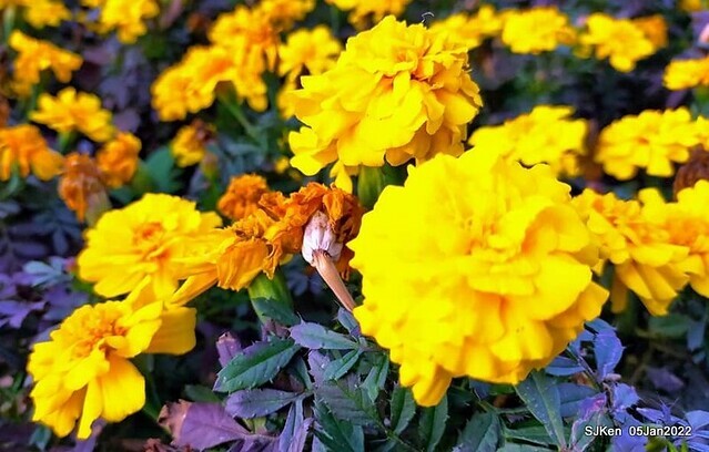 延平河濱公園花海(Flower blossoms of Yan-ping riverbank garden), Taipei, Taiwan, SJKen, Jan 5, 2022.