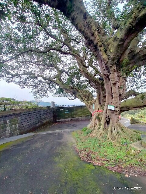 「風尾步道賞櫻」(Cherry blossoms at Windtail, Yangming mountain, Taipei, Taiwan, SJKen, Jan 12, 2022.