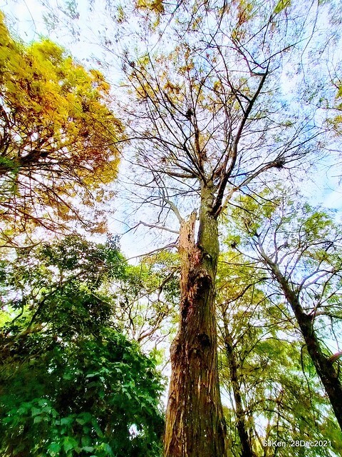Larix pine & water birds at Big lake garden, Taipei, Taiwan, SJKen, Dec 28, 2021.