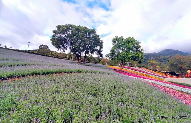 Park blossoms at「 北投社三層崎公園」, Taipei, Taiwan, SJKen, Jan 19, 2022.