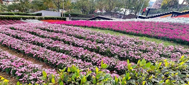 Park blossoms at「 北投社三層崎公園」, Taipei, Taiwan, SJKen, Jan 19, 2022.