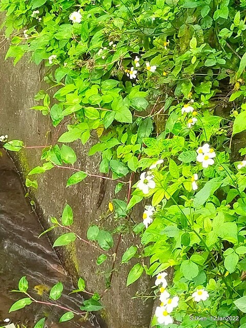 「風尾步道賞櫻」(Cherry blossoms at Windtail, Yangming mountain, Taipei, Taiwan, SJKen, Jan 12, 2022.