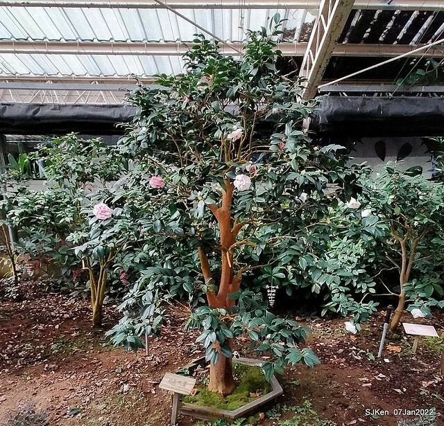 2022「花IN台北」台北花季花卉試驗中心茶花展(2022 Camillia exhibition), Taipei, Taiwan, SJKen,Jan 7,  2022.