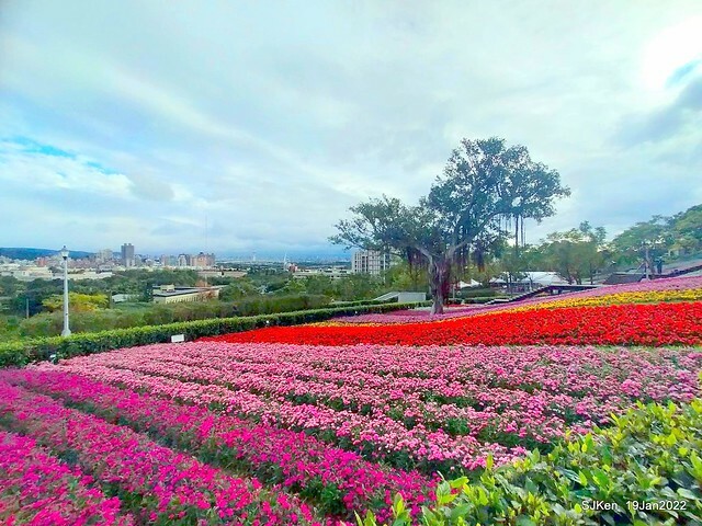 Park blossoms at「 北投社三層崎公園」, Taipei, Taiwan, SJKen, Jan 19, 2022.