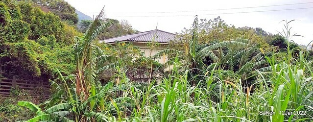 「風尾步道賞櫻」(Cherry blossoms at Windtail, Yangming mountain, Taipei, Taiwan, SJKen, Jan 12, 2022.