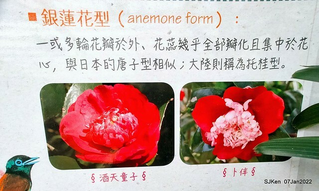 2022「花IN台北」台北花季花卉試驗中心茶花展(2022 Camillia exhibition), Taipei, Taiwan, SJKen,Jan 7,  2022.