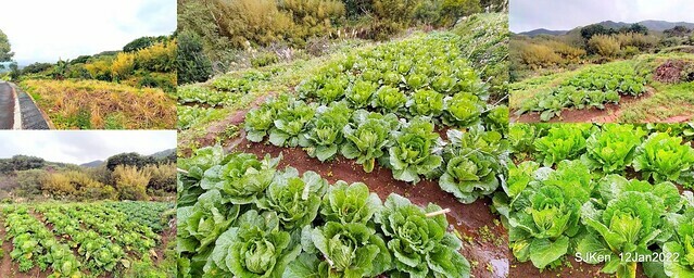 「風尾步道賞櫻」(Cherry blossoms at Windtail, Yangming mountain, Taipei, Taiwan, SJKen, Jan 12, 2022.