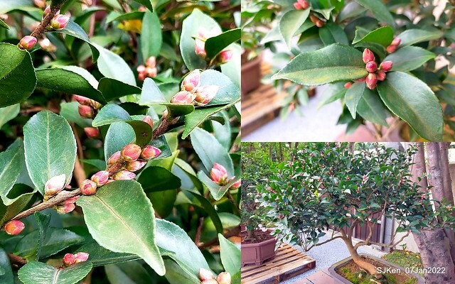 2022「花IN台北」台北花季花卉試驗中心茶花展(2022 Camillia exhibition), Taipei, Taiwan, SJKen,Jan 7,  2022.