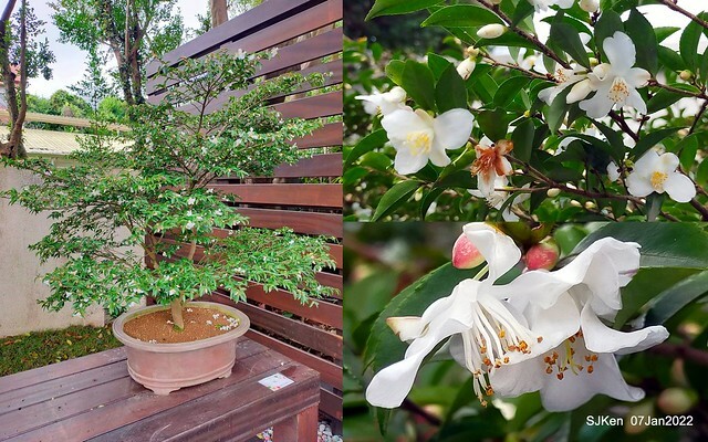 2022「花IN台北」台北花季花卉試驗中心茶花展(2022 Camillia exhibition), Taipei, Taiwan, SJKen,Jan 7,  2022.