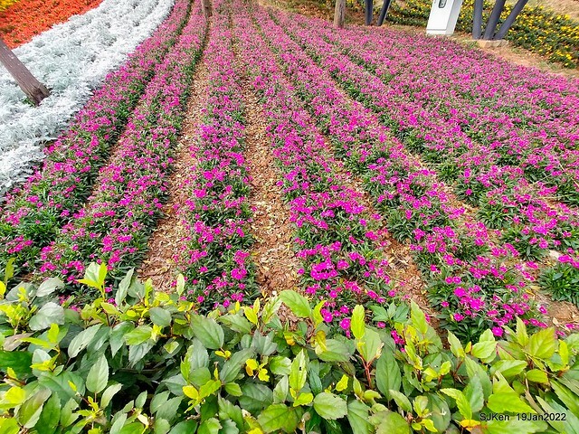 Park blossoms at「 北投社三層崎公園」, Taipei, Taiwan, SJKen, Jan 19, 2022.