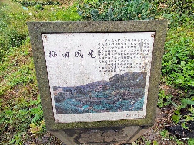 「風尾步道賞櫻」(Cherry blossoms at Windtail, Yangming mountain, Taipei, Taiwan, SJKen, Jan 12, 2022.