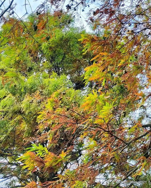 Larix pine & water birds at Big lake garden, Taipei, Taiwan, SJKen, Dec 28, 2021.
