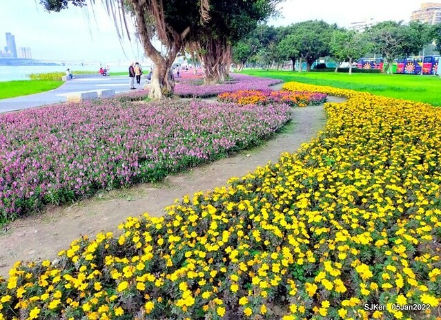 延平河濱公園花海(Flower blossoms of Yan-ping riverbank garden), Taipei, Taiwan, SJKen, Jan 5, 2022.