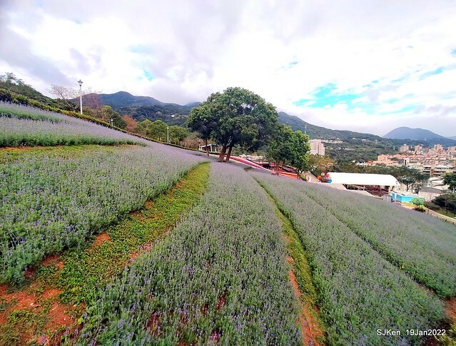 Park blossoms at「 北投社三層崎公園」, Taipei, Taiwan, SJKen, Jan 19, 2022.