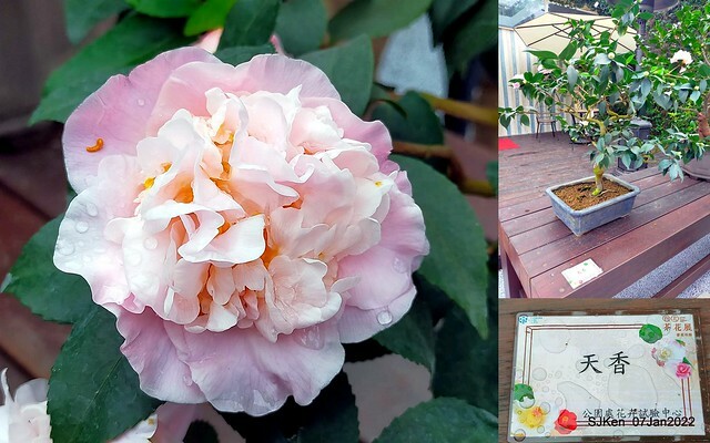 2022「花IN台北」台北花季花卉試驗中心茶花展(2022 Camillia exhibition), Taipei, Taiwan, SJKen,Jan 7,  2022.