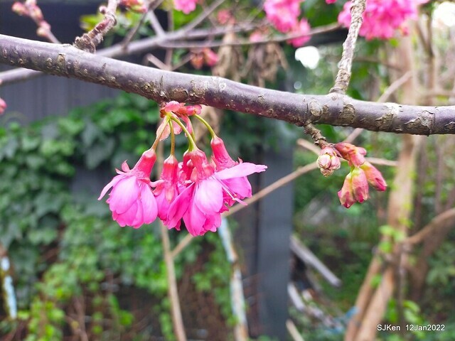 「風尾步道賞櫻」(Cherry blossoms at Windtail, Yangming mountain, Taipei, Taiwan, SJKen, Jan 12, 2022.