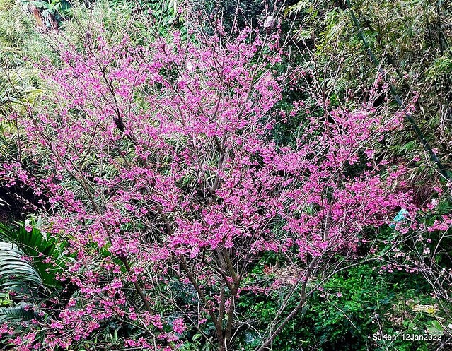 「風尾步道賞櫻」(Cherry blossoms at Windtail, Yangming mountain, Taipei, Taiwan, SJKen, Jan 12, 2022.