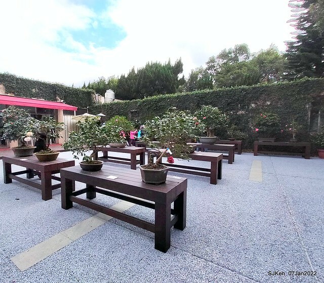 2022「花IN台北」台北花季花卉試驗中心茶花展(2022 Camillia exhibition), Taipei, Taiwan, SJKen,Jan 7,  2022.